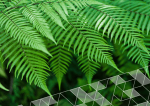 Generic-NZGIF-image-no-logo